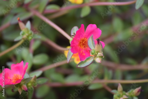 Flor no jardim