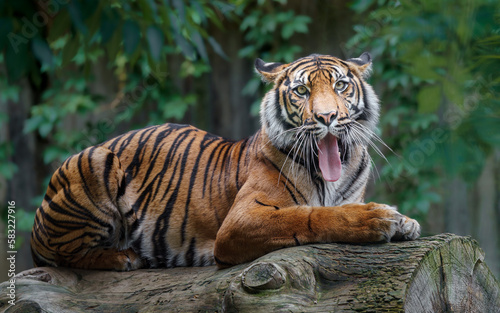 Sumatran tiger