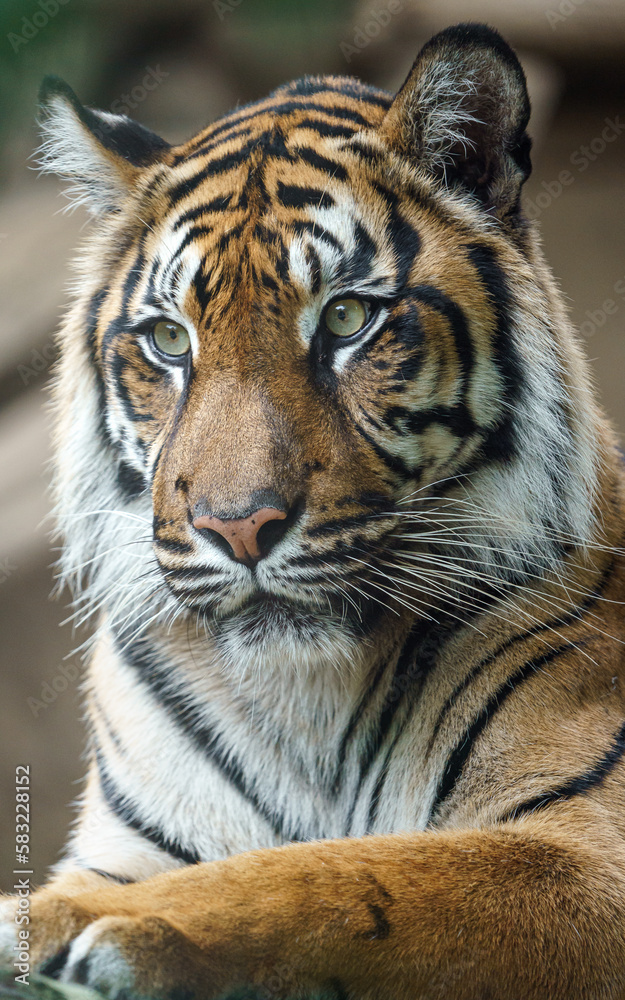 Fototapeta premium Sumatran tiger