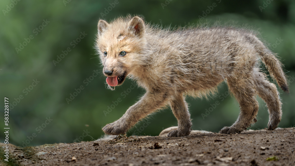 Obraz premium Arctic wolf