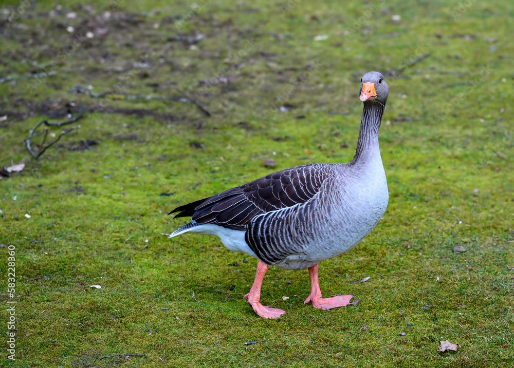 Greylag goose walking across the grass. The bird is looking at the camera. Greylag Goose (Anser anser) in Beckenham, Kent, UK. Greylag goose walking across the grass. The bird is looking at the camera. Greylag Goose (Anser anser) in Beckenham, Kent, UK.
