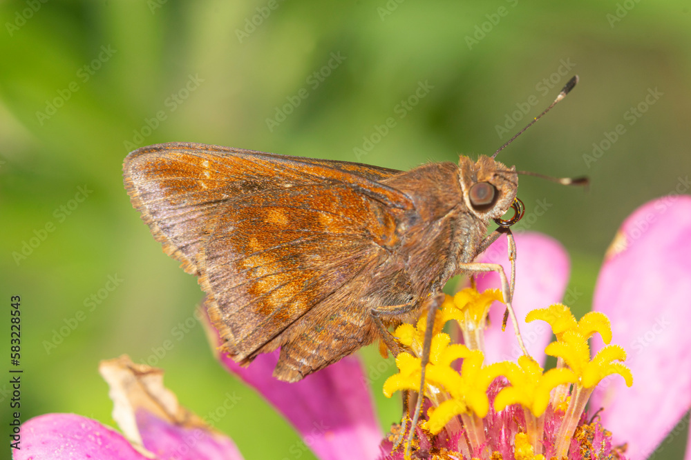 Fototapeta premium Moth on a purple zinnia flower