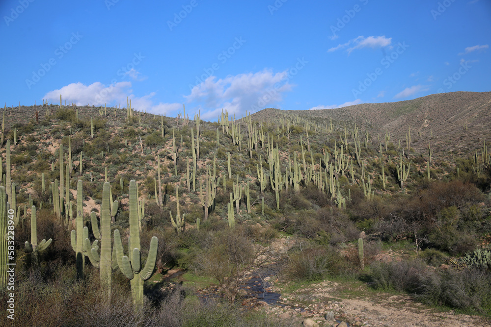 field of cacti