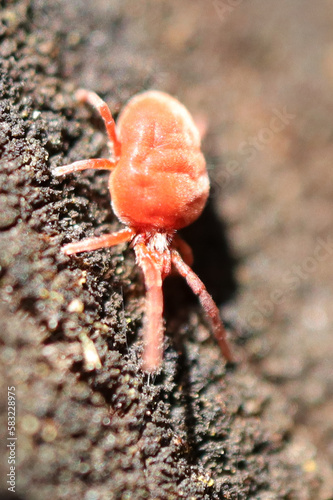 Araignée rouge (Trombidiidae indet.)