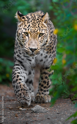 Persian leopard © Josef