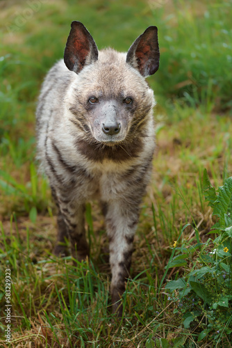 Striped hyena