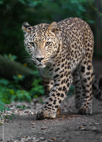 Persian leopard