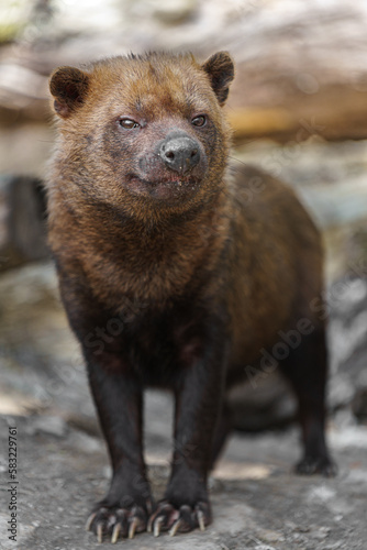 Bush dog photo