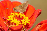 Moth perched on a red zinnia flower , in the garden