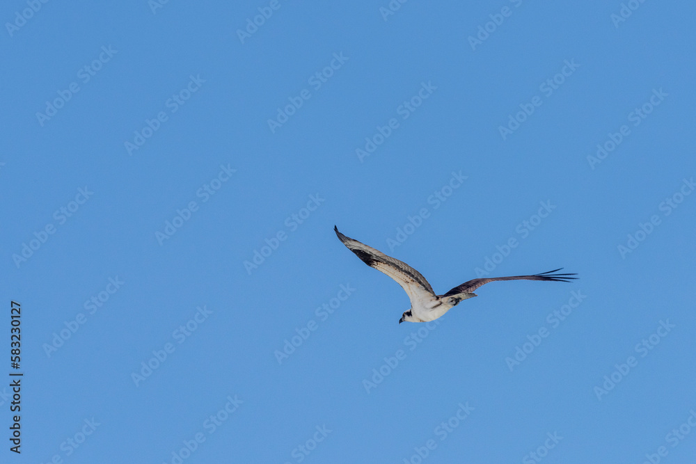 Osprey Over Perdido Key Beach