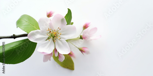 The Soft Touch of Spring: Japanese Cherry Blossoms Against a White Backdrop. AI Generated Art. Whitespace, Wallpaper, Background. Beauty Concept. Timeless. © Slothland Studio