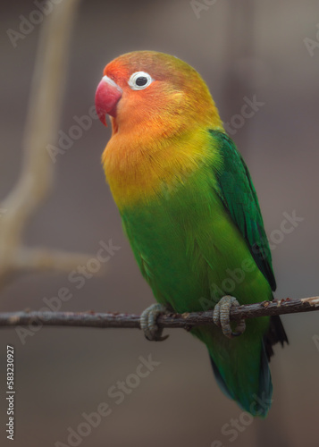 Fischer  s Lovebird