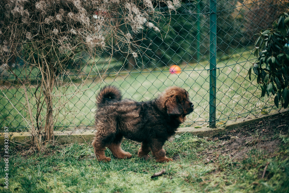 Fototapeta premium Puppy of Tibetan Mastiff playing in back garden.