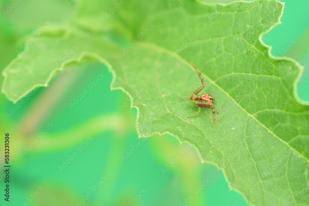 Fototapeta premium Araña sobre hoja