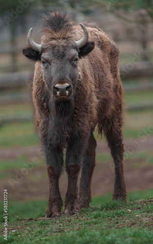 European bison