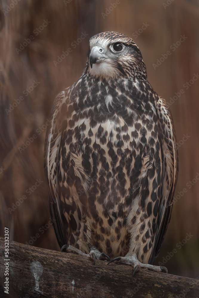 Saker falcon Saker falcon
