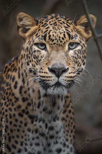 Sri lankan leopard