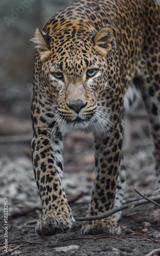 Sri lankan leopard