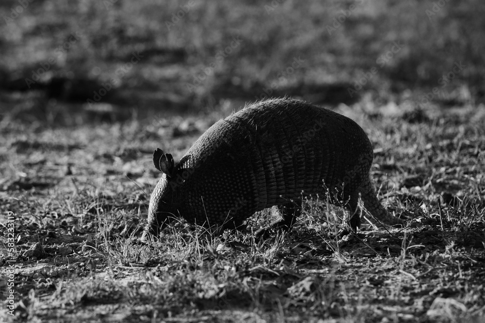Nine-banded armadillo walking through Texas field in black and white closeup.