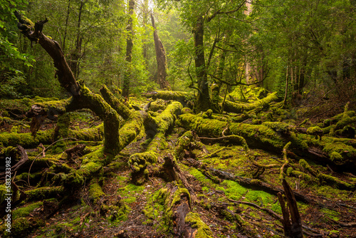 Fototapeta Naklejka Na Ścianę i Meble -  The green room, enchanted forest of Cradle Mountain national park