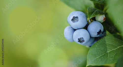 Fresh ripe blueberries cluster on a branch with leaves in the garden.