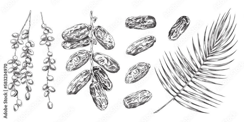 Set of hand drawn monochrome date palms sketch style Set of hand drawn monochrome date palms sketch style