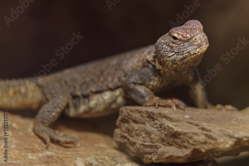 North African spiny-tailed lizard