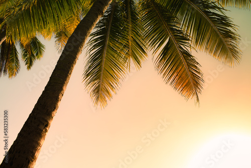 Beautiful tropical sunset. Silhouettes of palm trees background  © kieferpix