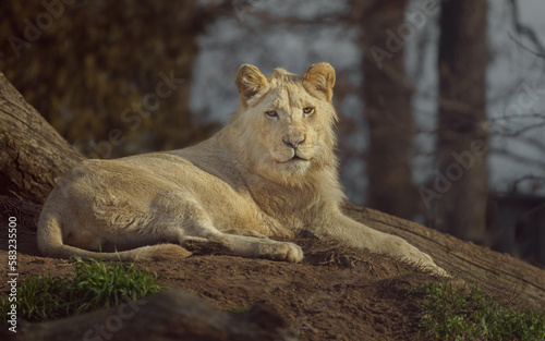 Cape lion