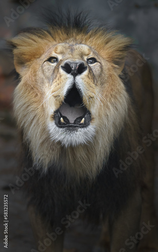 Fototapeta Naklejka Na Ścianę i Meble -  North African lion