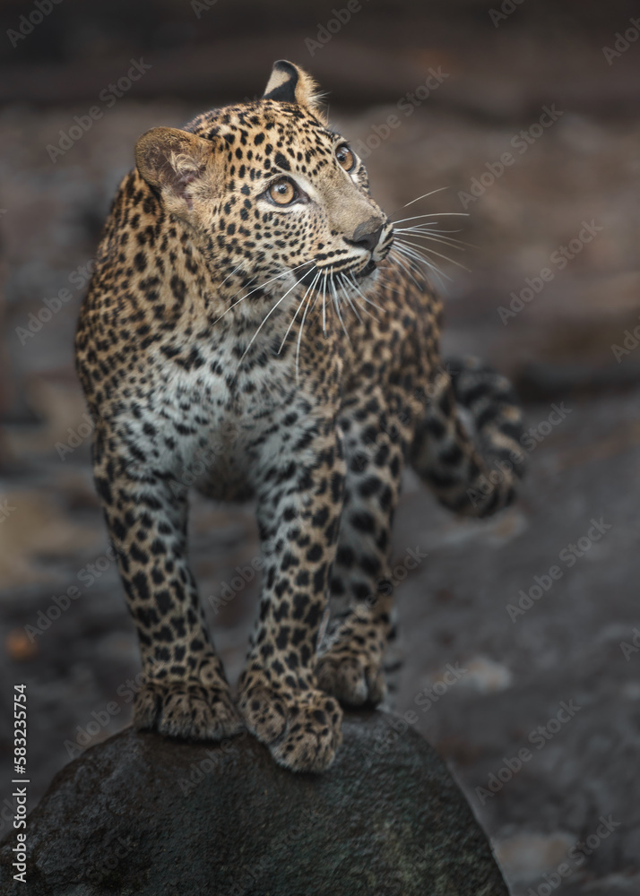 Sri Lankan leopard Sri Lankan leopard
