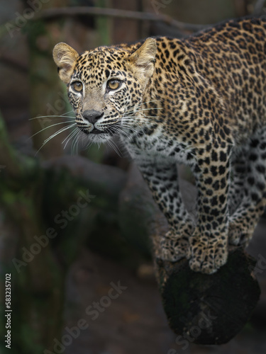 Sri Lankan leopard