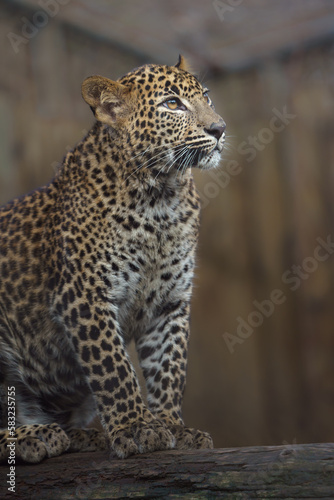 Sri Lankan leopard