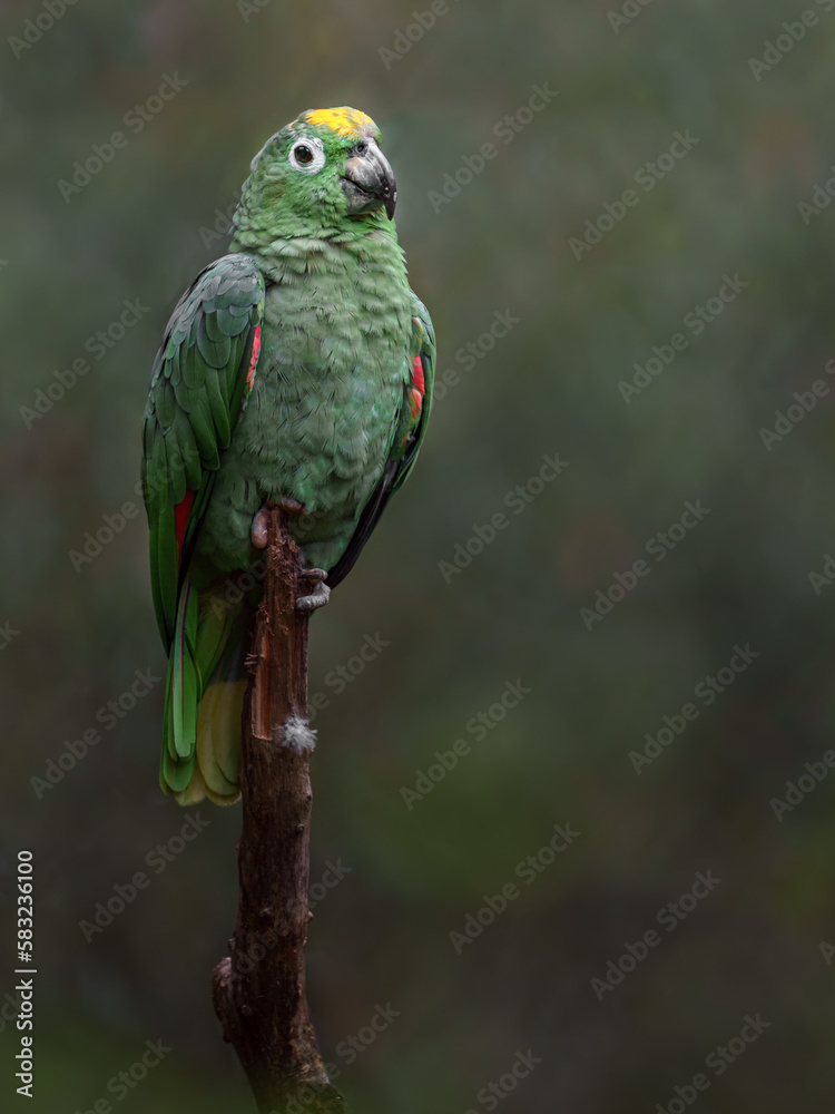 Southern mealy amazon