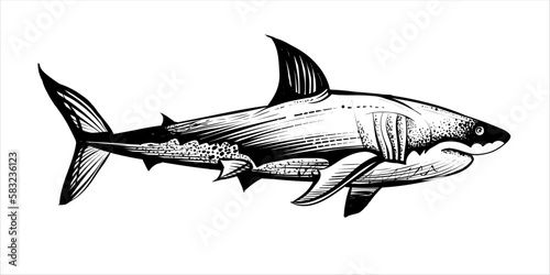 Shark sketch, black and white vector illustration.