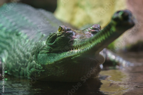 Gharial (fish-eating crocodile)