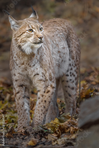 Eurasian lynx © Josef