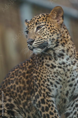 Sri Lankan leopard