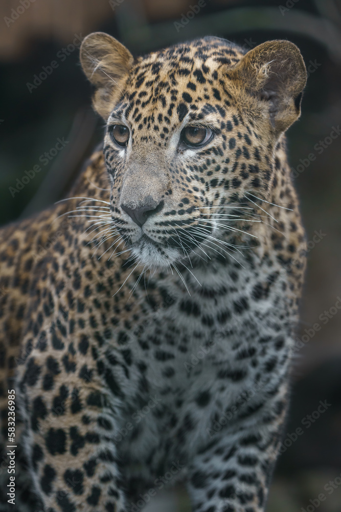 Sri Lankan leopard Sri Lankan leopard