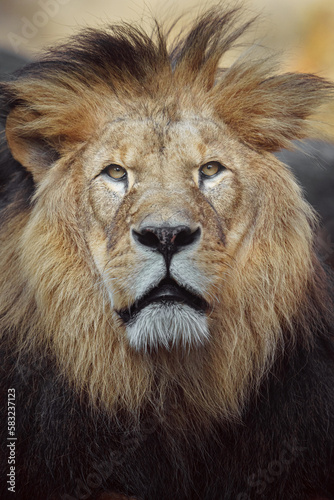 North African lion