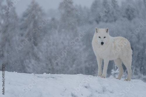 Arctic wolf