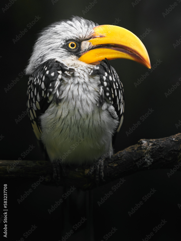 Eastern yellow-billed hornbill Eastern yellow-billed hornbill