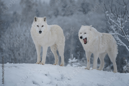 Arctic wolf