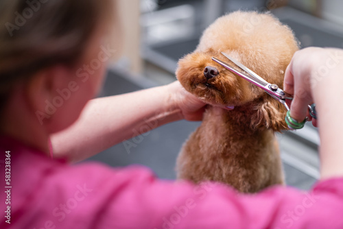 close-up view of a dog getting a haircut trimming at a pet spa grooming salon.