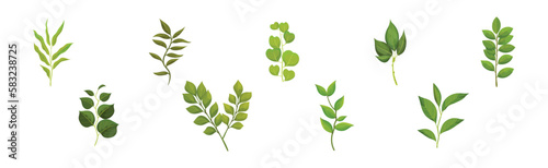 Green Leafy Branch or Twig on Stem Vector Set
