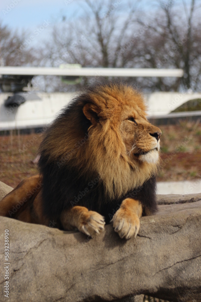 Naklejka premium León