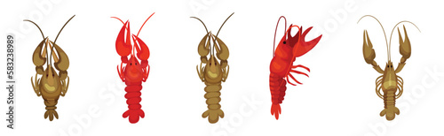 Lobster as Large Marine Crustacean with Muscular Tail and Claw Pair Vector Set