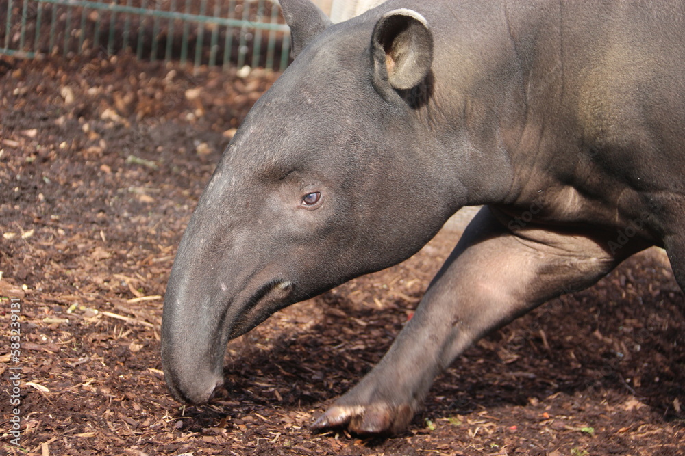 Fototapeta premium Tapir 