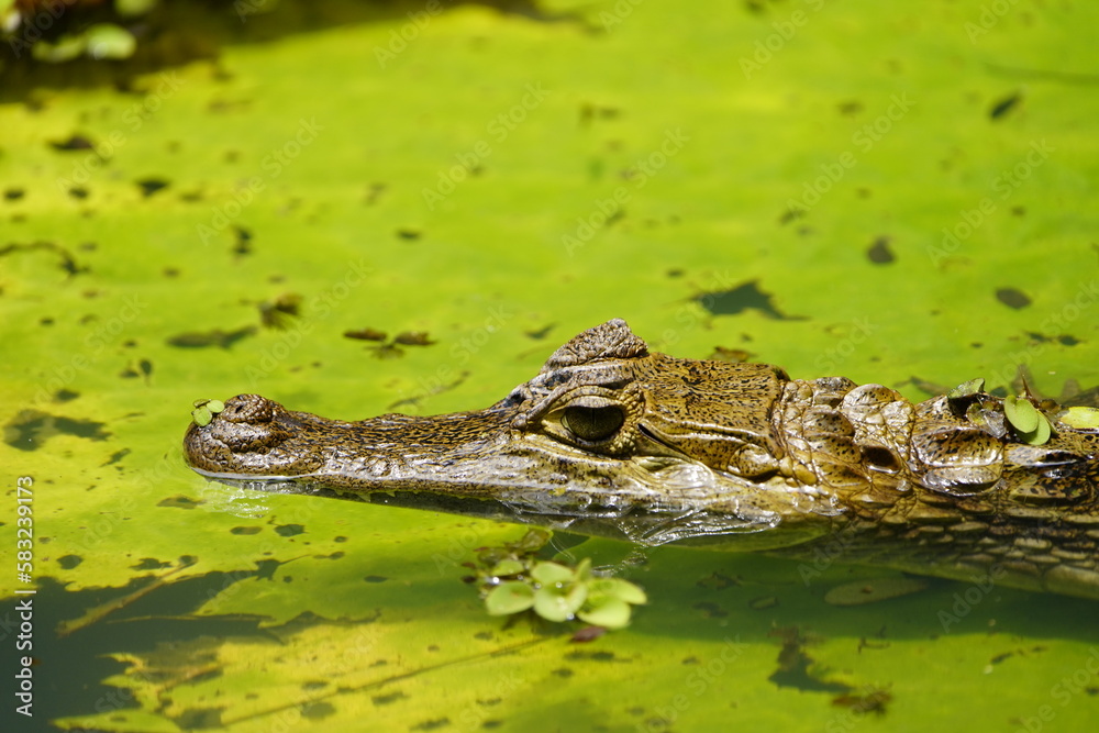 Spectacled caiman (Caiman crocodilus) Alligatoridae family. Amazon Rainforest, Brazil. Spectacled caiman (Caiman crocodilus) Alligatoridae family. Amazon Rainforest, Brazil.