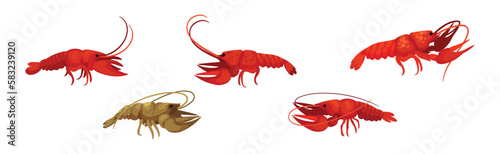 Lobster as Large Marine Crustacean with Muscular Tail and Claw Pair Vector Set